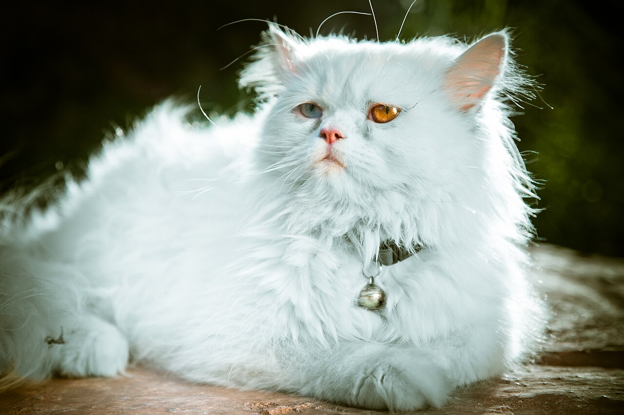 Персидская