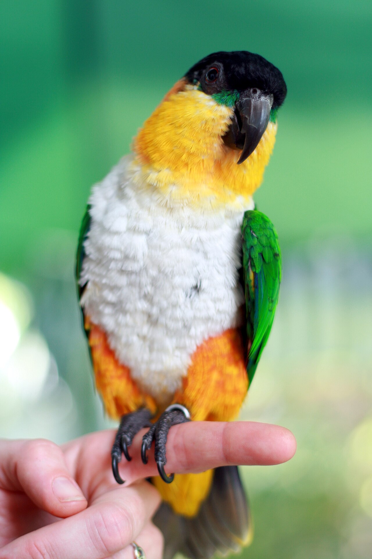 Каик