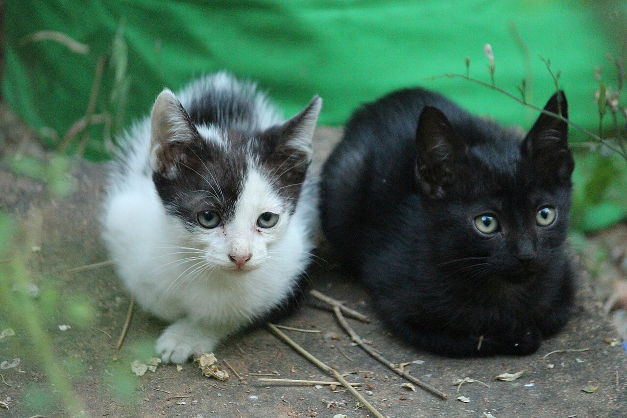 Кошка агрессивна к другой кошке в доме: что делать