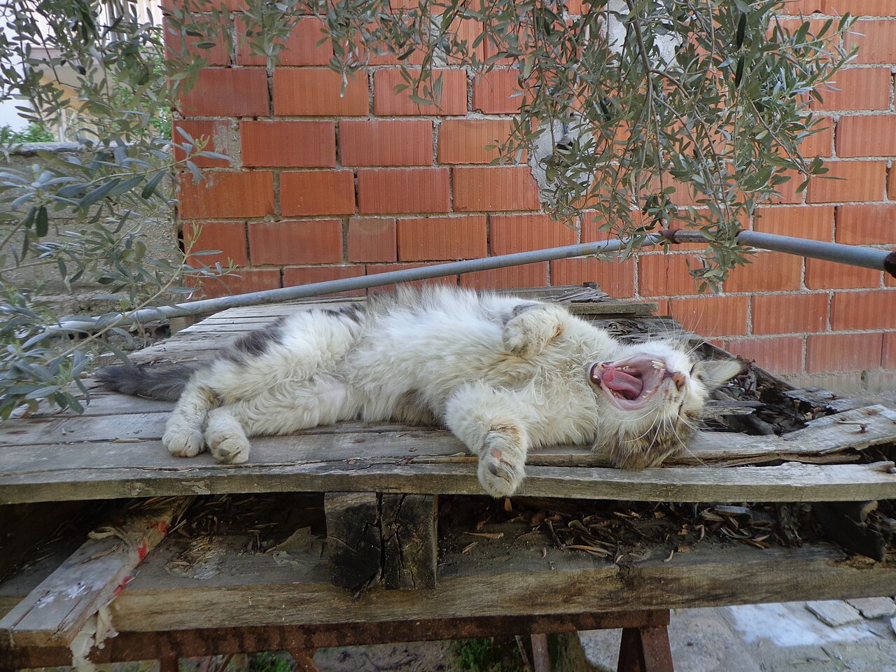 Кошка часто зевает: что это значит