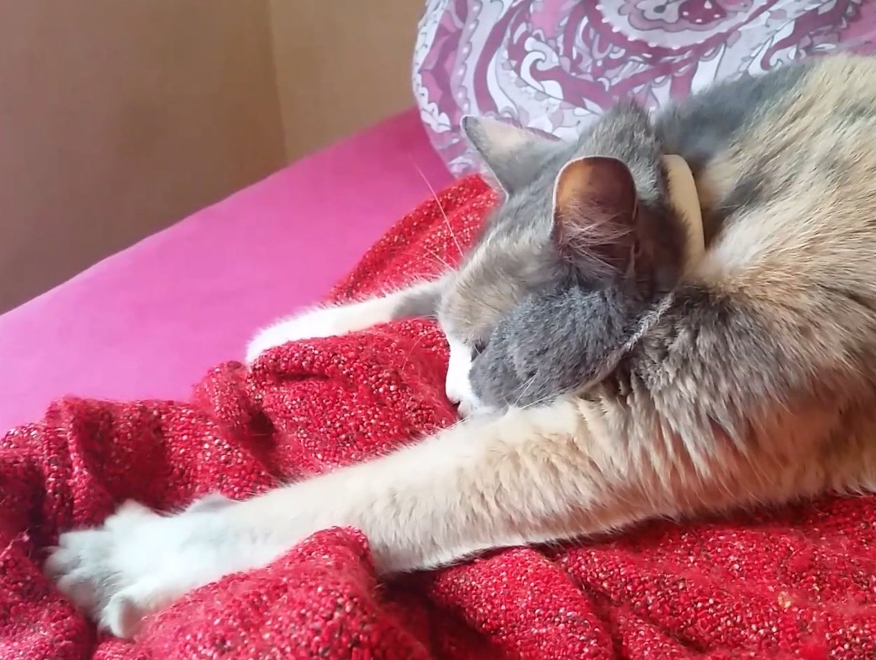 Кошка топчет лапками: что означает это поведение